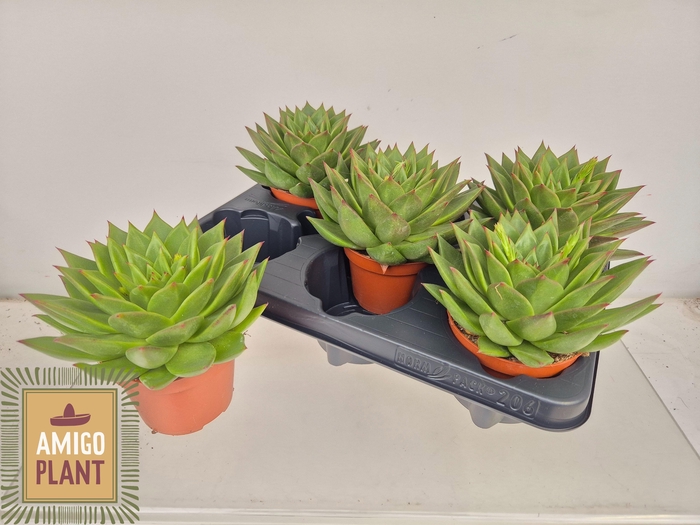 <h4>ECHEV  AGAV EBONY</h4>