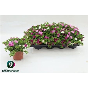 Calibrachoa Minifamous Double Nostalgia