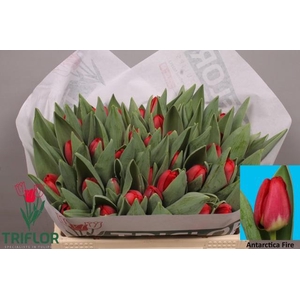 TU EN ANTARCTIC FIRE