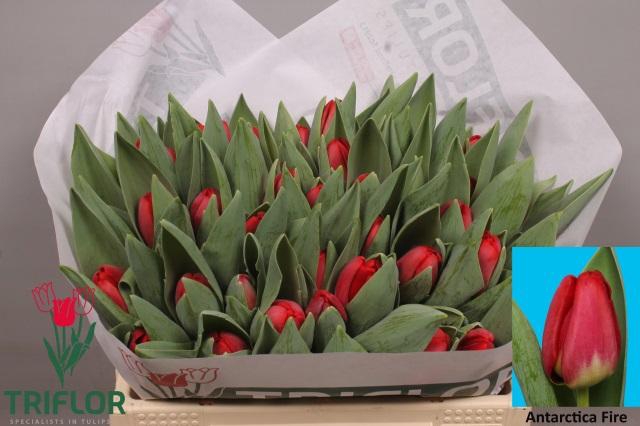 <h4>TU EN ANTARCTIC FIRE</h4>