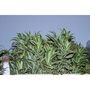 FOLHAGEM DRACENA PLEOMELLE