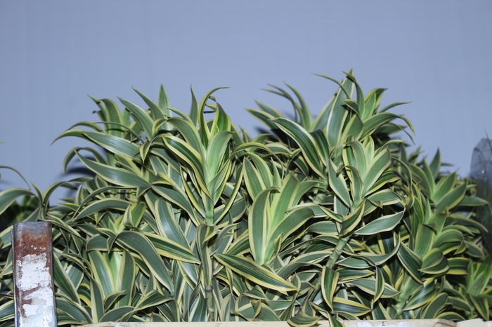 FOLHAGEM DRACENA PLEOMELLE