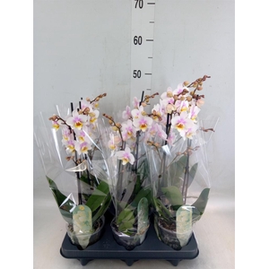 Phalaenopsis multi. 'Ant San Jose'