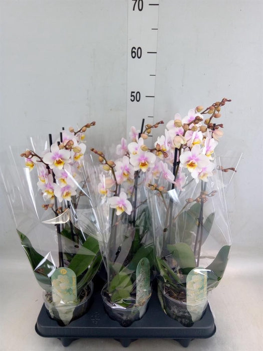 <h4>Phalaenopsis multi. 'Ant San Jose'</h4>