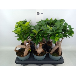 Ficus microcarpa 'Ginseng'