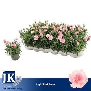 Dianthus Light Pink P 9