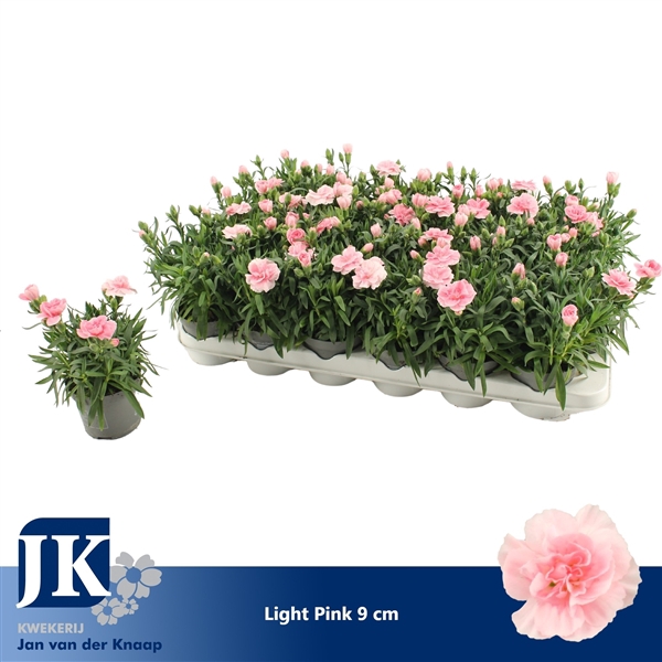 <h4>Dianthus Light Pink P 9</h4>