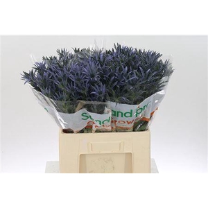 Eryn Pac Blue Stripe