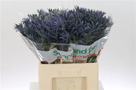 <h4>Eryn Pac Blue Stripe</h4>