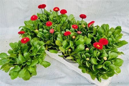 <h4>Bellis P Gr Rog Red</h4>