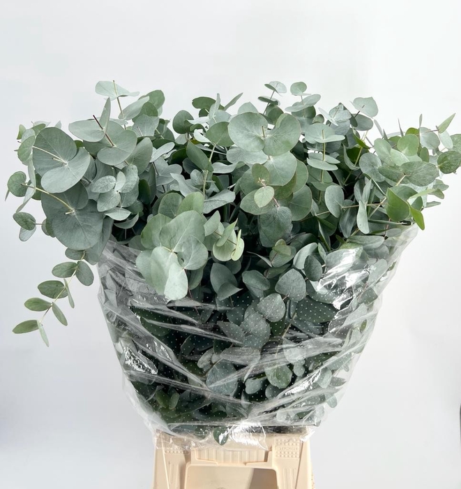 <h4>Leaf eucalyptus cinerea per bunch</h4>