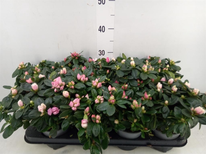 <h4>Rhododendron sim.   ...mix</h4>