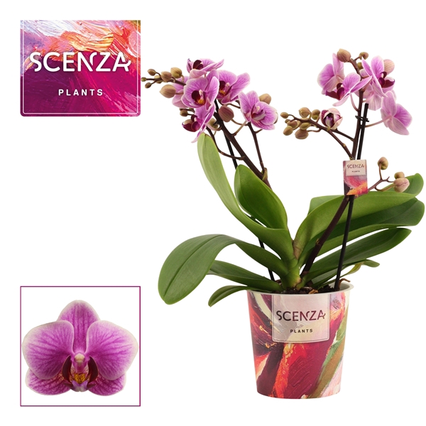 <h4>Phalaenopsis multiflora 2 tak Diva (Scenza)</h4>