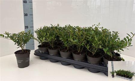 <h4>Ilex Crenata</h4>