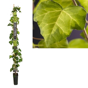 Hedera c. 'Sulphur Heart' +Long & strong label