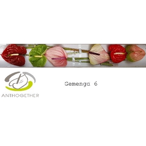 Anthurium mix Premium