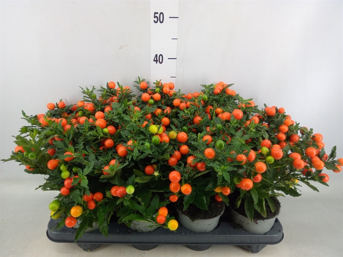 <h4>Solanum pseudocapsicum 'Bartoli'</h4>