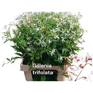 GILLENIA TRIFOLIATA