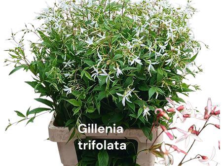 <h4>GILLENIA TRIFOLIATA</h4>