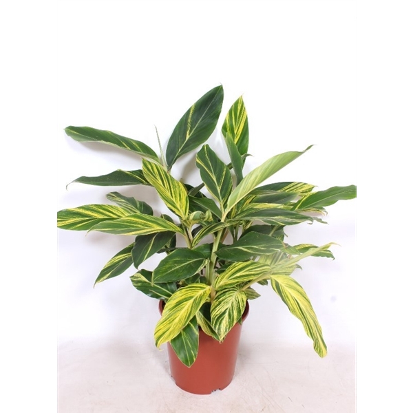 <h4>Alpinia zerumbet 'Variegata'</h4>