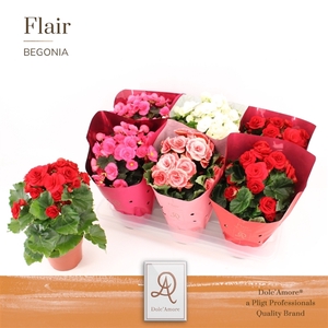 Begonia Valencia Mix P14 Dolc'Amore® Flair Metallic