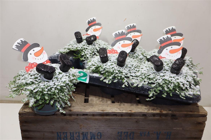 <h4>arr8 Solei Sol Groen + Snowman Deco</h4>