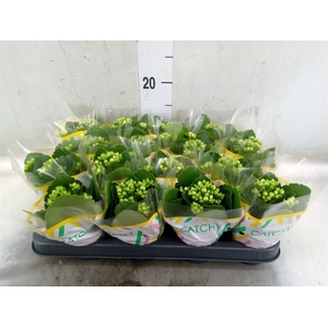Kalanchoe blos. 'Calandiva Whites'