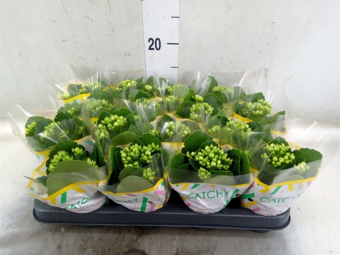 <h4>Kalanchoe blos. 'Calandiva Whites'</h4>