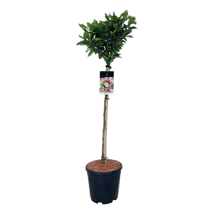 <h4>Magnolia 'Susan'</h4>