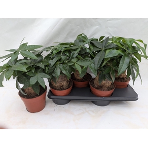 PACHIRA AQUATICA