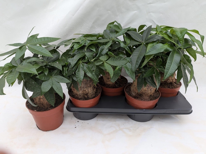 <h4>PACHIRA AQUATICA</h4>