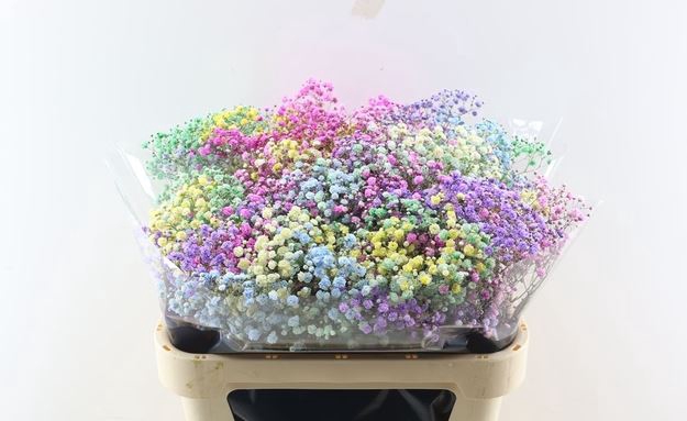 <h4>Gyps Pa Tinted Excellence Rainbow per Bunch 1000Gr EC</h4>