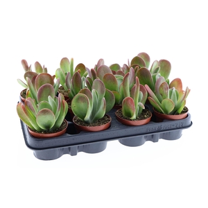 Kalanchoe NF   ...