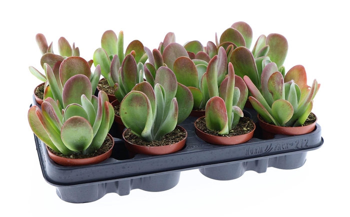 <h4>Kalanchoe NF   ...</h4>