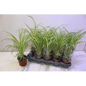 arr8 Chlor Com Variegatum