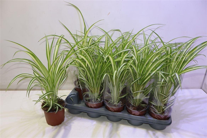 <h4>arr8 Chlor Com Variegatum</h4>