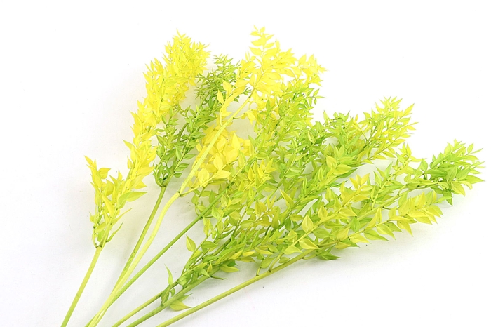 Ruscus Preserved Green Spring