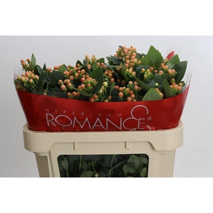 Hypericum Mellow Romance Spray