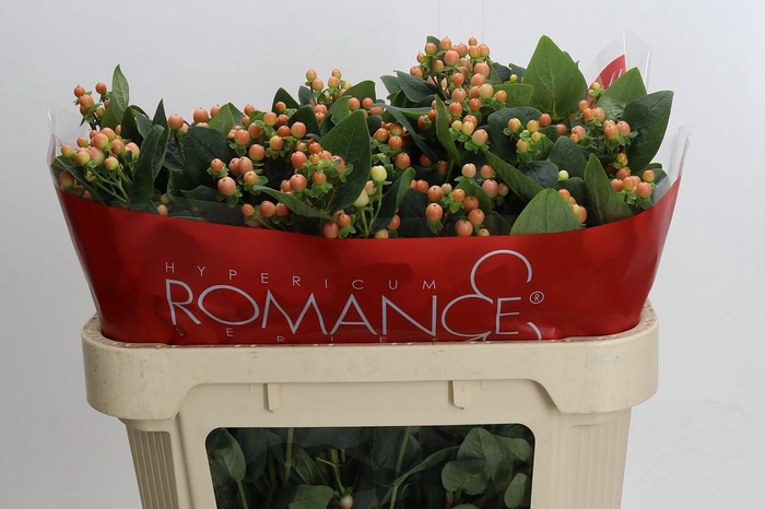 <h4>Hypericum Mellow Romance Spray</h4>