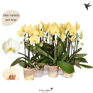 Kolibri Orchids Phalaenopsis Cascade Niagara Fall yellow 2 spike