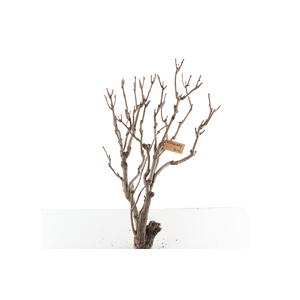 Syringa Branch Extra Etcheverry