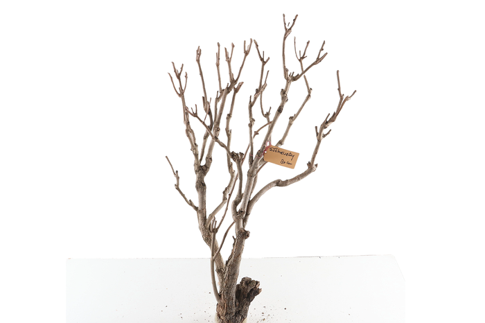 <h4>Syringa Branch Extra Etcheverry</h4>
