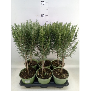 Rosmarinus officinalis   ...