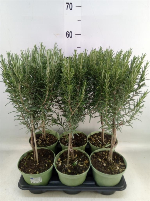 <h4>Rosmarinus officinalis ...</h4>