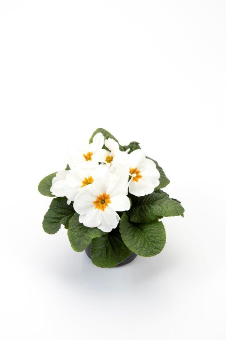 <h4>PRIMULA VULGARIS-HYBRID</h4>