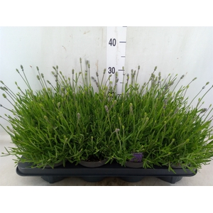Lavandula angus. 'Essence Pure'