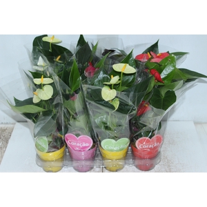 ANTHURIUM VARIADO P09