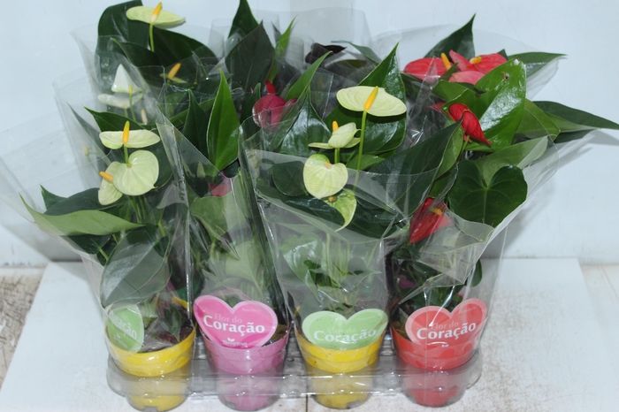 <h4>ANTHURIUM VARIADO P09</h4>