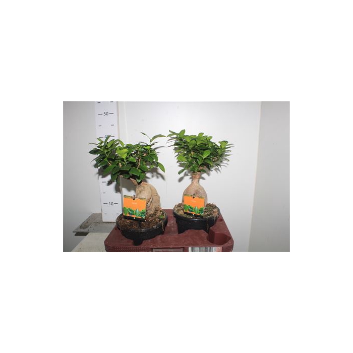 <h4>Fic Mi Ginseng</h4>