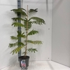 Albizia julibrissin